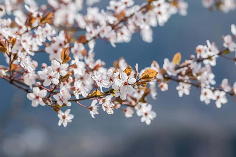 Jakość powietrza Katowice Brynów